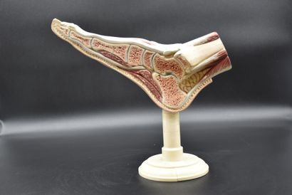 null Didactic plaster foot mounted on a pedestal early XX th century Height : 25...