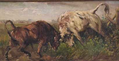 Henry Shouten (1857-1927) Henry SCHOUTEN (1857-1927). Combat de taureaux Huile sur...