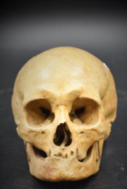 null Crâne humain didactique avec mâchoire articulée. Fin XIX ème siècle. 

NL: Didactische...