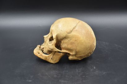 null Crâne humain didactique avec mâchoire articulée. Fin XIX ème siècle. 

NL: Didactische...