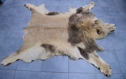 null Naturalized lion skin with its head. Trophy mid 20th century. Missing the tail,...