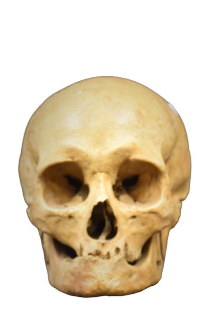 null Didactic human skull with articulated jaw. End of the 19th century. 

NL: Didactische...