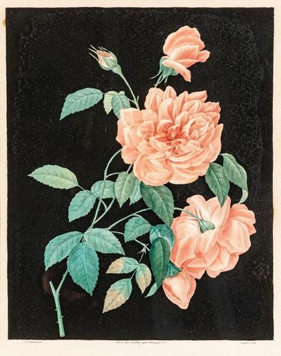 null Pierre Joseph REDOUTÉ (1759-1840) d’après
Roses
Deux gravures en couleur, sculpteur...