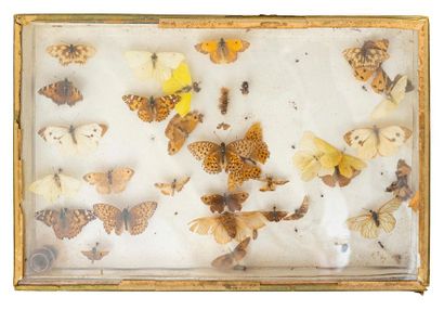 null Trois coffrets vitrés contenant une collection naturalisée de papillons, abeilles...