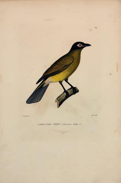 null Ensemble de sept gravures ornithologiques en couleurs, certaines issues du «...