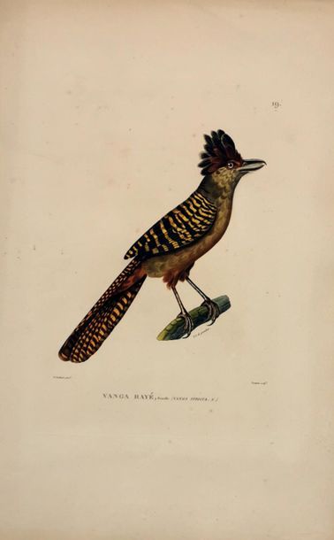 null Ensemble de sept gravures ornithologiques en couleurs, certaines issues du «...