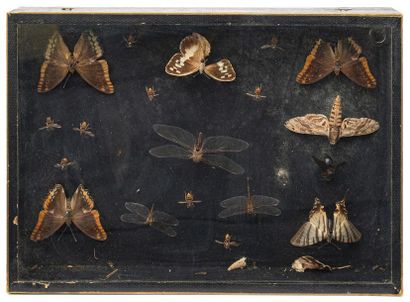 null Three glass boxes containing a naturalized collection of butterflies, bees and...