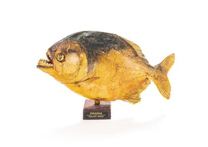 null A naturalized Amazonian piranha
H. 15 cm