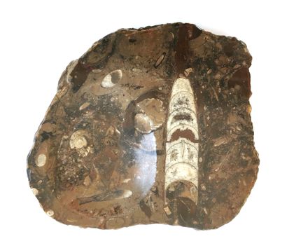 null Vide poche en marbre fossilisé 

22 x 20 cm