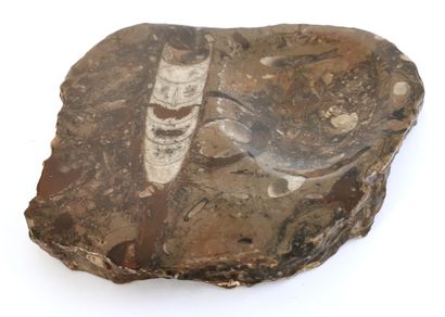 null Vide poche en marbre fossilisé 

22 x 20 cm