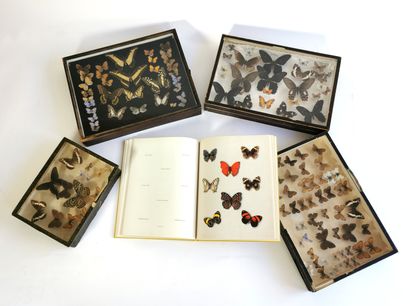 null Collection of naturalized butterflies including four boxes

Dim. between 20...