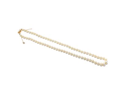 null Necklace of pearls of culture in fall, clasp in yellow gold 18K (750 thousandths)...