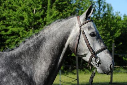 null 
ARTOS ICE Z









Gelding, 2016, grey, Zang, size L, born at Veenendaal...