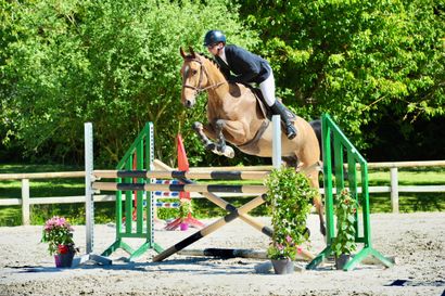 null 
MASTER PIECE









Gelding, 2017, bay, KWPN, size M, born at Stal Hoffmann









Lot...