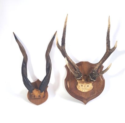 null Two massacres mounted on escutcheons, one of deer and the other of African antelope

H....