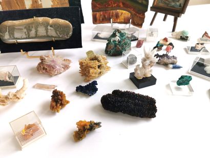 null Mineral collection including silicified wood, tiger's eye, coral, malachite,...