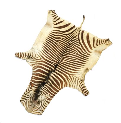 null Naturalized zebra skin

304 x 203 cm

Worn