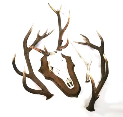 null Deer massacre mounted on escutcheon

H. 100 cm

Two stag antlers and a roe deer...