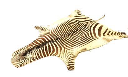 null Naturalized zebra skin

304 x 203 cm

Worn