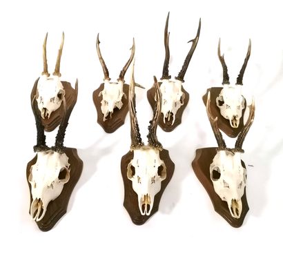 null Seven deer massacres mounted on escutcheons

Average height about 27 cm