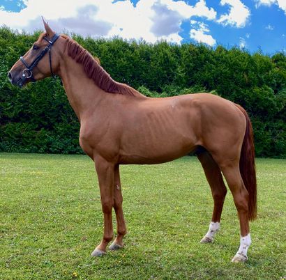 null 
J'ACCUSE BY BOGUIN




Chestnut male




2019, SF




Sire: CATCHAR MAIL, SF




Mother...