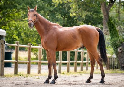 null INDIANA DU VENT

Bay gelding

2018, SF

Father : MYLORD CARTHAGO, SFA

Mother...