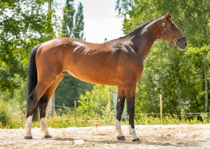 null 
JAZZY LAMAURIAL




Bay male




2019, SF




Sire: CASALLO Z (BEL), Z




Mother...