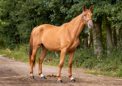 null JUNKY D'OZ

Chestnut mare

2019, SF

Sire: TYPE TOP DU MONTEIL, SFA

Mother...