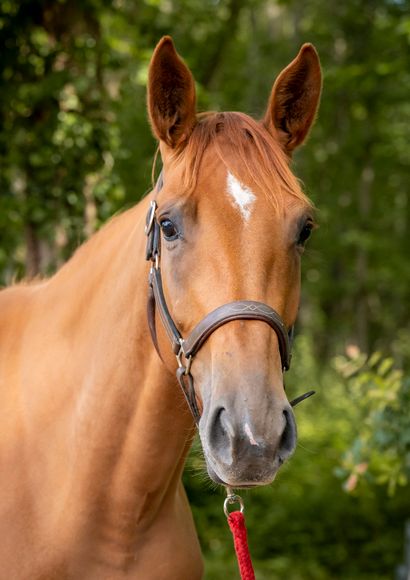 null JUNKY D'OZ

Chestnut mare

2019, SF

Sire: TYPE TOP DU MONTEIL, SFA

Mother...