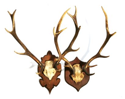null Two deer massacres mounted on escutcheons

H. 80 and 83 cm