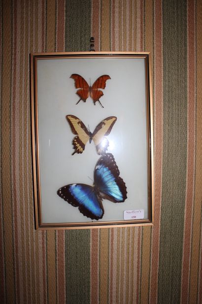 null A naturalized butterfly and a framed piece about the ship Le Napoléon