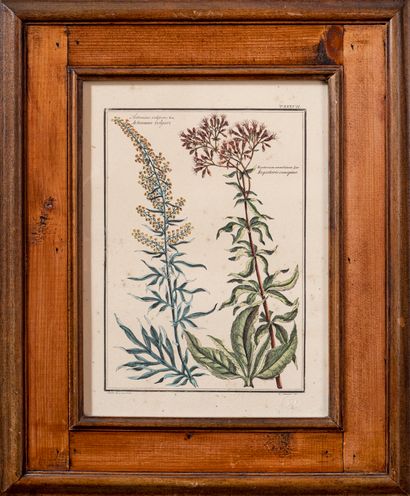 null BOTANICS

An engraving in color and two framed reproductions

Dim. of the frames...