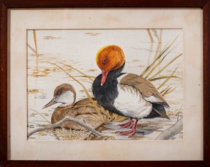 null Jean MAILLARD (1901-1993)

Ducks

Watercolor signed

25.5 x 36.5 cm (10.5 x...