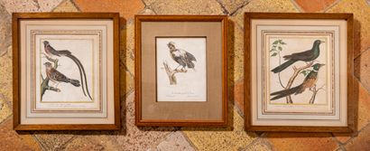 null ORNITHOLGY

Two color engravings and a lithograph framed

Dim. of the frames...