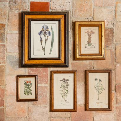 null BOTANICS, suite of three color engravings and two framed reproductions

Dim....