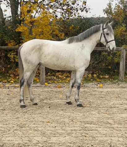 null NABICA, 2016, 
H, grey, Pony (ONC), 1.48m

20% VAT
Francisation at the charge...