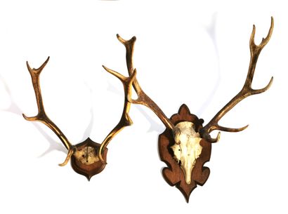 null Two deer massacres mounted on escutcheons
H. 54 and 72 cm