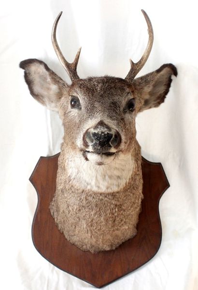 null 
Naturalized deer head on a wooden medallion. 

H_68 cm L_38 cm
