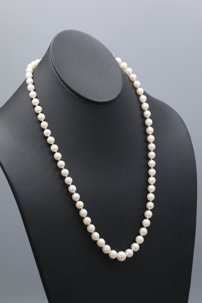 null Necklace of 65 pearls in fall (6 to 9 mm), L: 54 cm, threading with knots. Clasp...