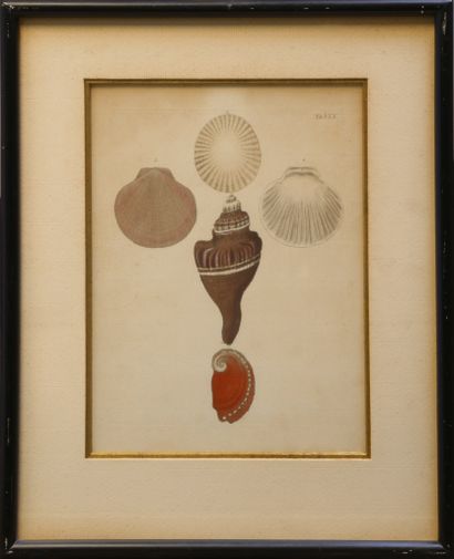 null Georg Wolfgang KNORR (1705-1761)

Ensemble de douze gravures réhaussées au

crayon...