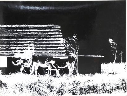 null Victor ELSCHANSKY (XXth, born in 1913). Bulls of Camargues (2, attr.), Horses...