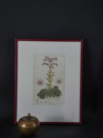 null Ensemble de 5 reproductions de pages d'herbier.18,5 x 12 cm environ.
