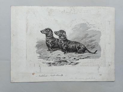 null 1) P. MAHLER, 19th. German Bassets. Illustration project. Chinese ink signed....