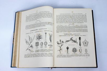 null LE MAOUT (Emmanuel) & J. H. DECAISNE. 

Traité général de botanique descriptive...
