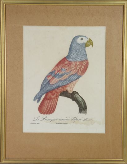 null D'après Jacques BARRABAND (1767-1809)

"Le perroquet cendré n°101" et "Perroquet...