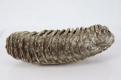 null Molaire de mammouth fossilisée.

Trouvée dans la Loire.

H_12 cm L_30 cm