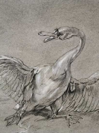 null French school.

A swan.

Charcoal drawing and white chalk highlights on grey...