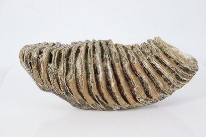 null Molaire de mammouth fossilisée.

Trouvée dans la Loire.

H_12 cm L_30 cm