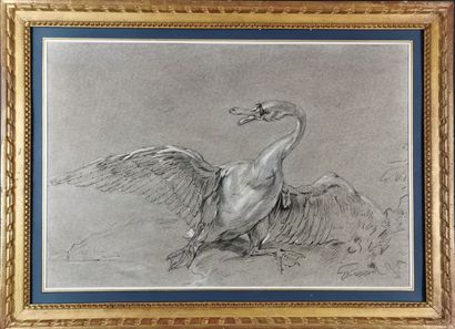 null French school.

A swan.

Charcoal drawing and white chalk highlights on grey...