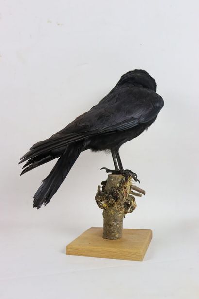 null Black crow (corvus corone) naturalized, on a base made of a branch.

H_36 cm...